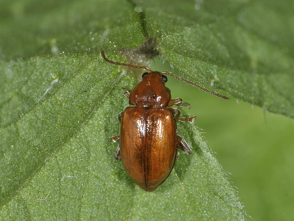 Neocrepidodera transversa (cf.) - Chrysomelidae